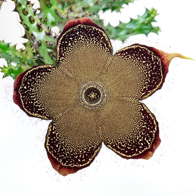 edithcolea grandis 9854small