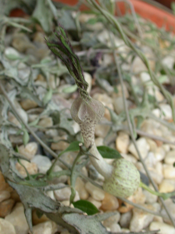 ceropegia simoneae1