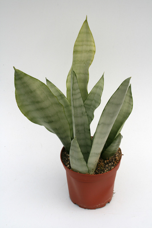 sansevieria trifasciata moonshine 5730