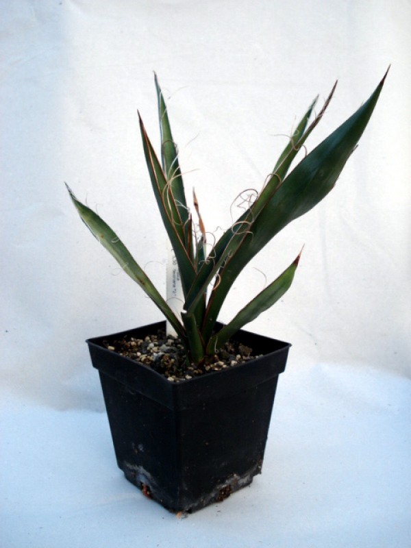 yucca faxoniana 4852