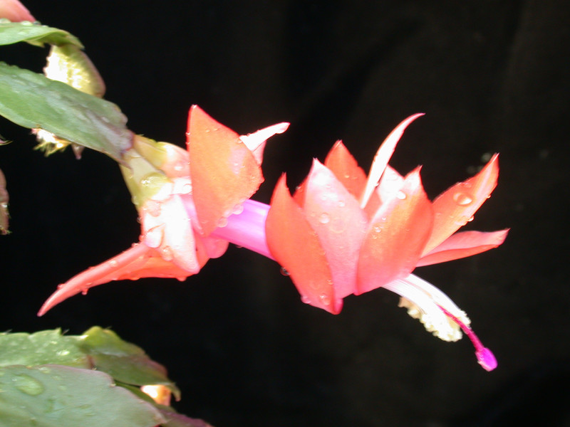 schlumbergera new chrismas 15