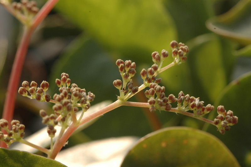 pilea peperomioides 1354