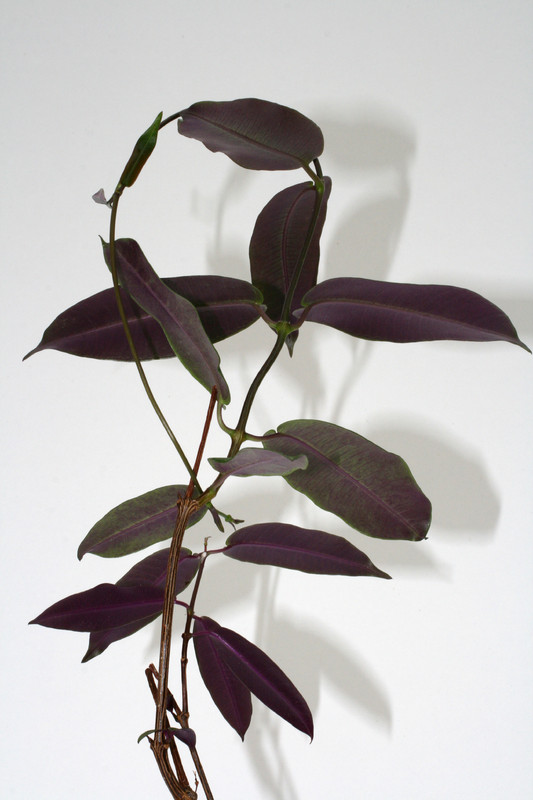 petopentia natalensis 3560