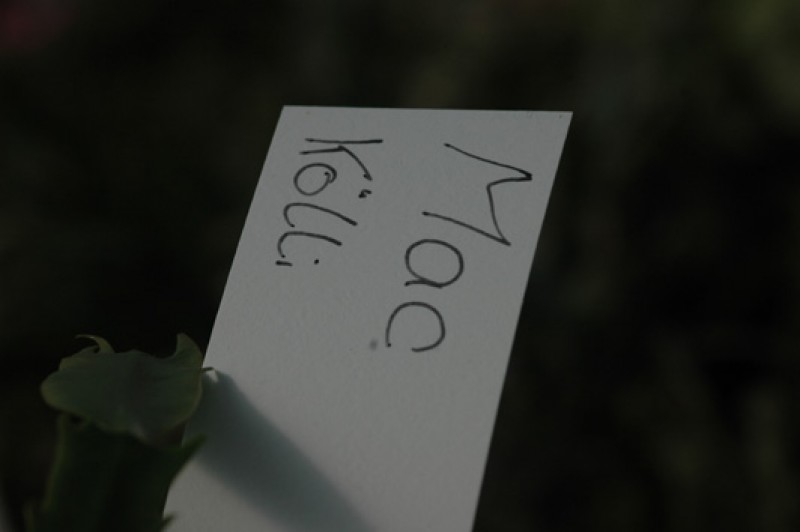 schlumbergera mac 8182