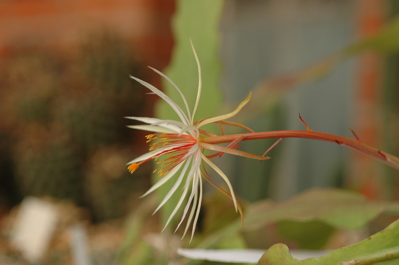 epiphyllum phyllanthus rubrocoronatum rba373 710