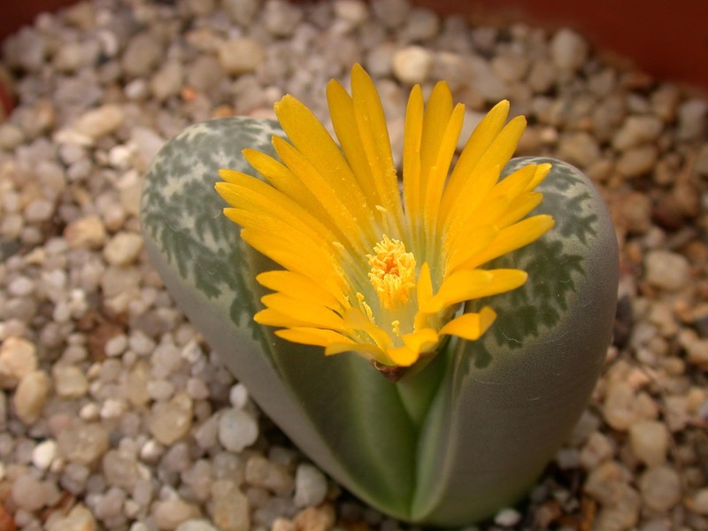 lithops helmutii 04