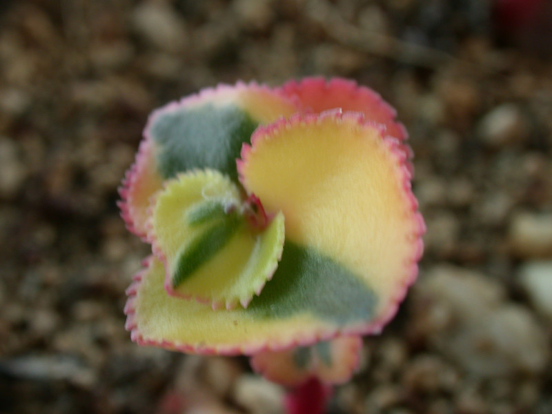 crassula sarmentosa variegata ipps5218 01
