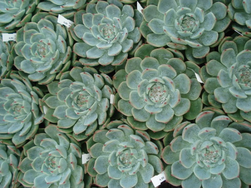 echeveria pulidonis 05