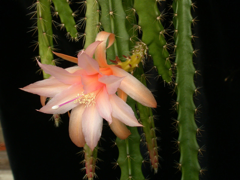 aporocactus tangerine 02