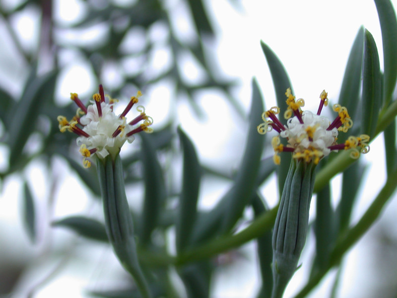 senecio hallii 01