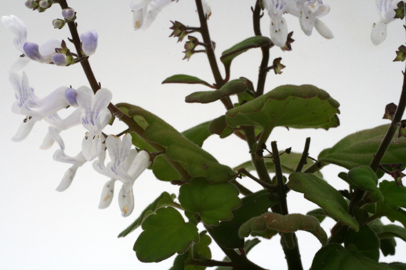 plectranthus ernstii 0886