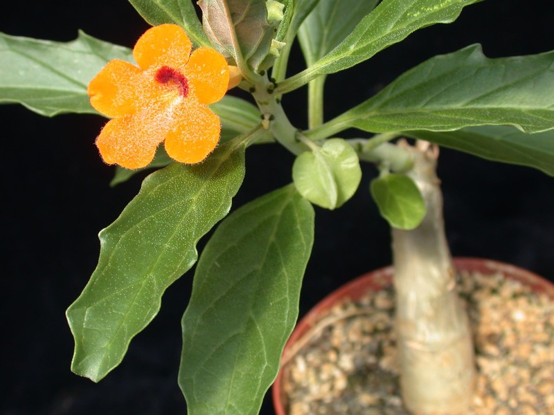 pterodiscus aurantiacus 02