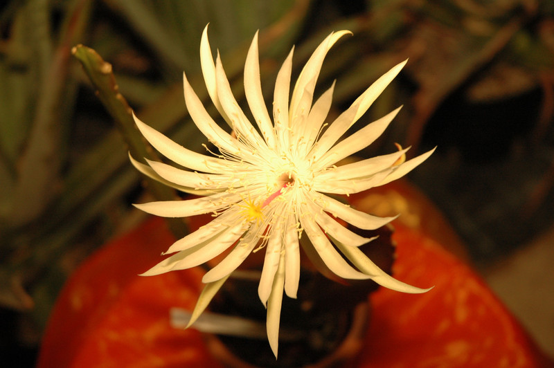 epiphyllum phyllanthus hookeri strictum 03
