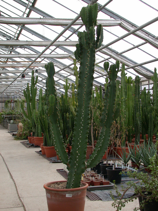 euphorbia ingens 04