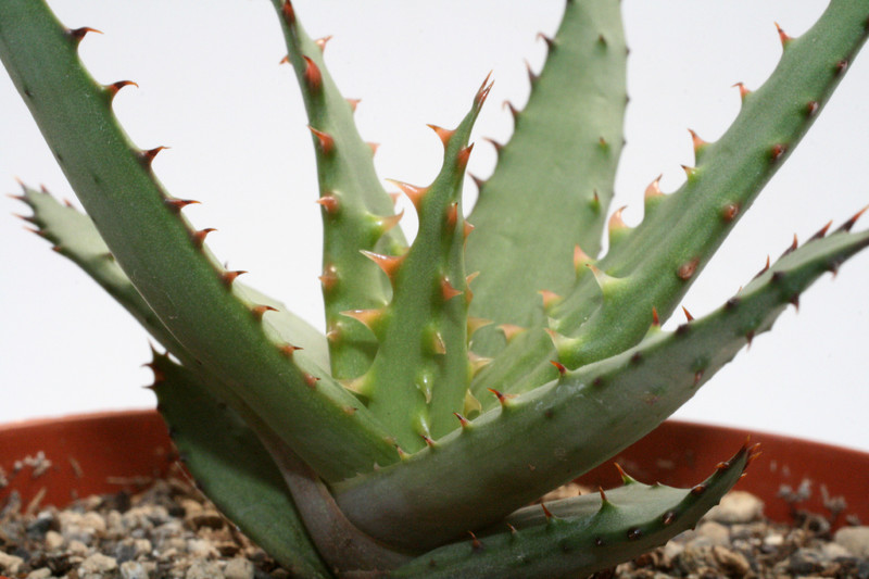 aloe broomii 7705