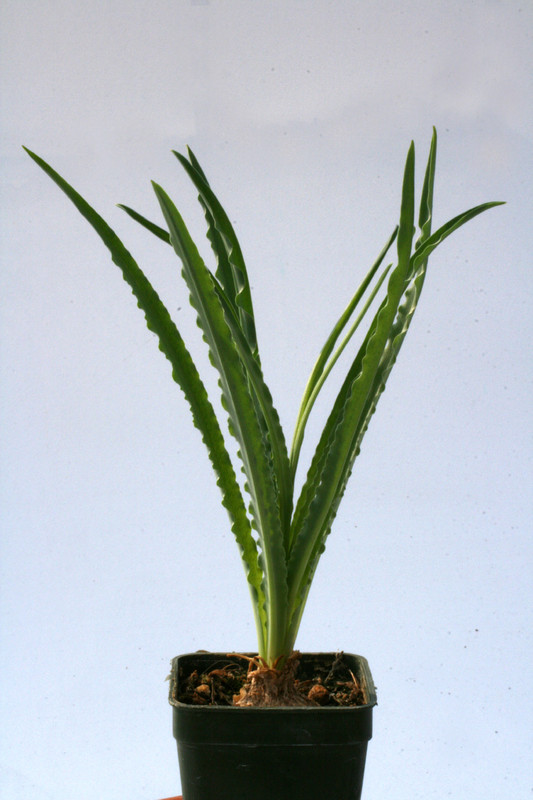 urginea undulata 3473