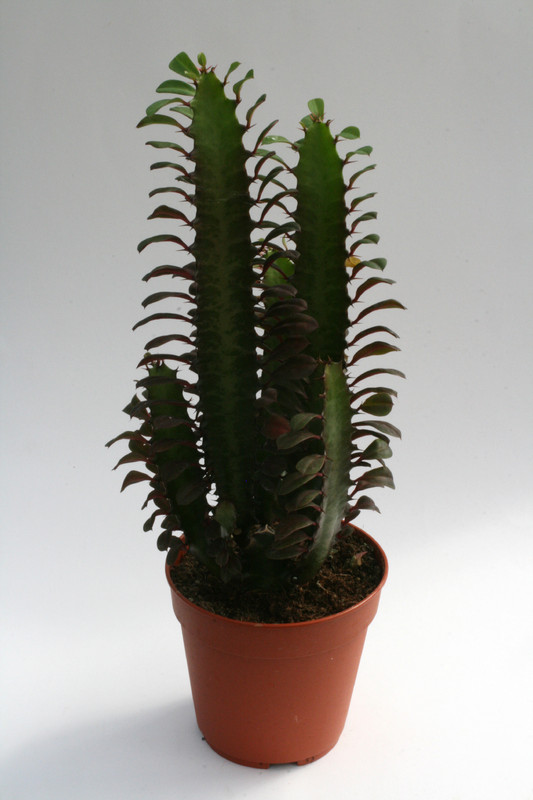 euphorbia trigona rubra 0194