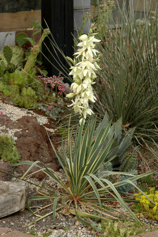 yucca filifera variegata 01