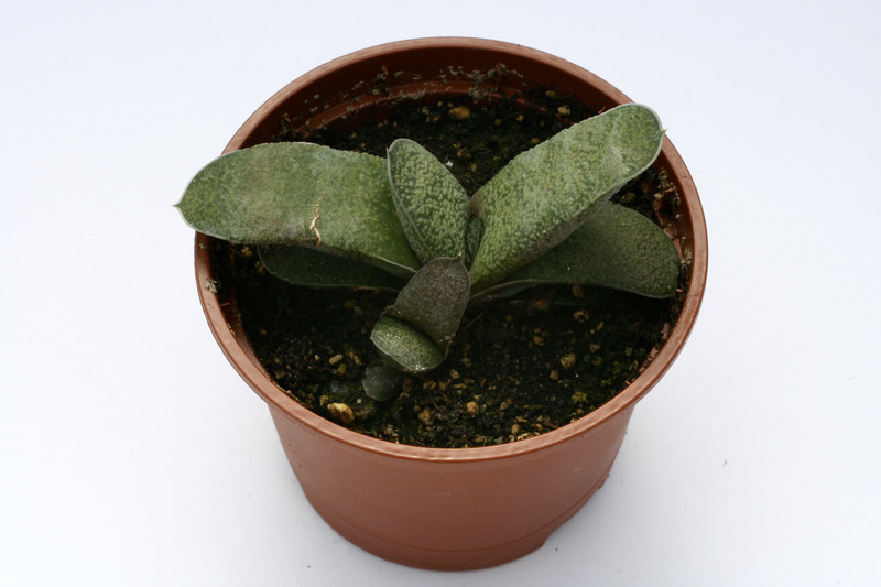 gasteria glauca es1366 8035