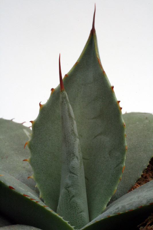 agave palmeri lz 2025 0137