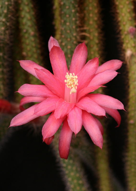 aporocactus knebelii 1824