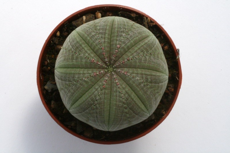 euphorbia symmetrica 9799 sm