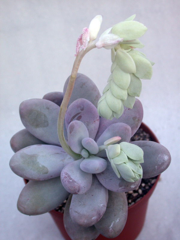 pachyphytum oviferum 27