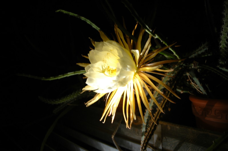 selenicereus coniflorus 1375