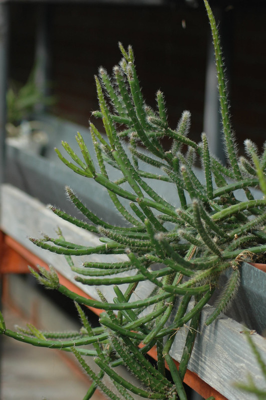 rhipsalis rigida 01