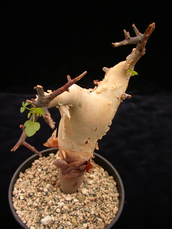 commiphora kataf 01