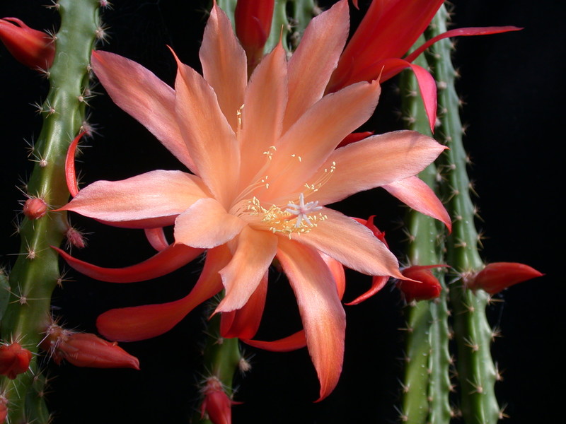 aporocactus orange queen 980569