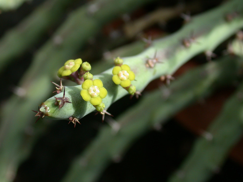 euphorbia septentrionalis 02