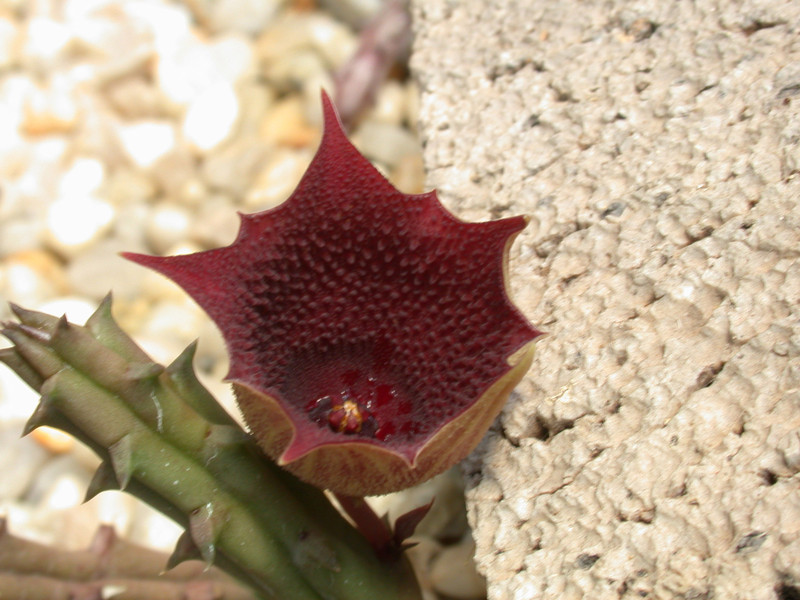 huernia keniensis zander 03