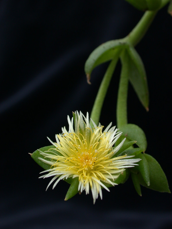 sceletium joubertii sb979 02