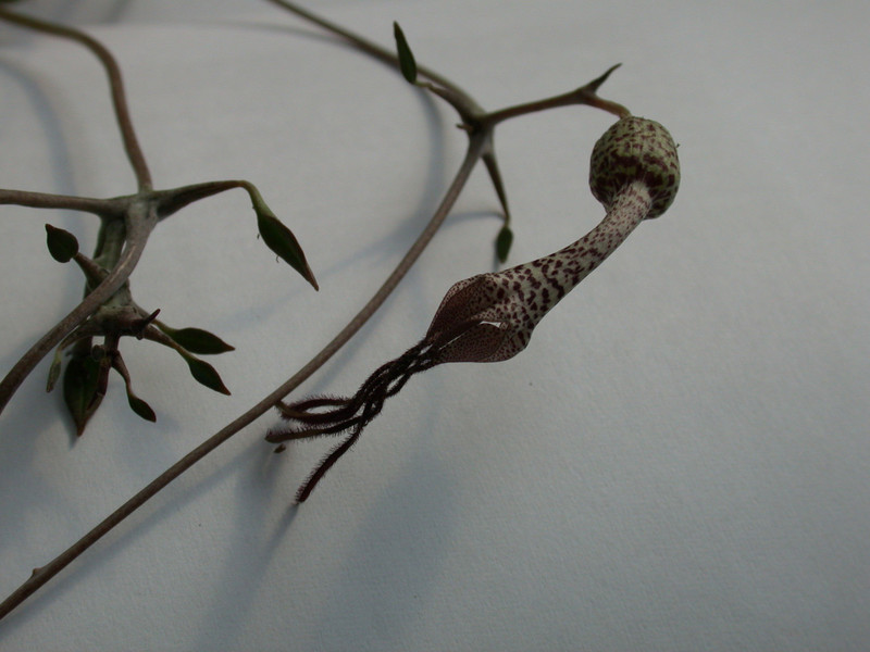 ceropegia simonae rauh73313 es3409 01