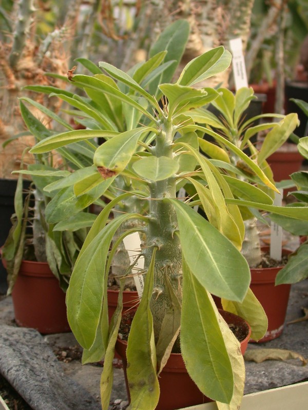 pachypodium saundersii 02
