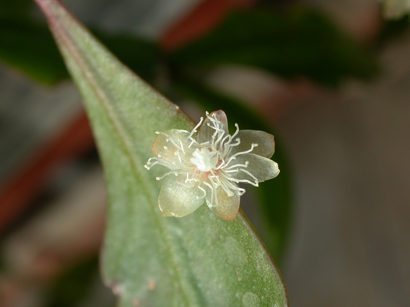 rhipsalis sp rhombea rg rh875 8971