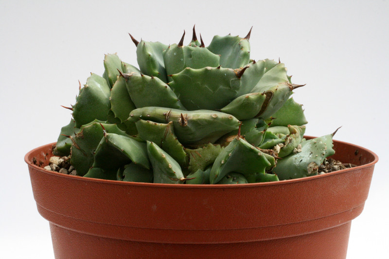 agave shoji rajin groß 9536