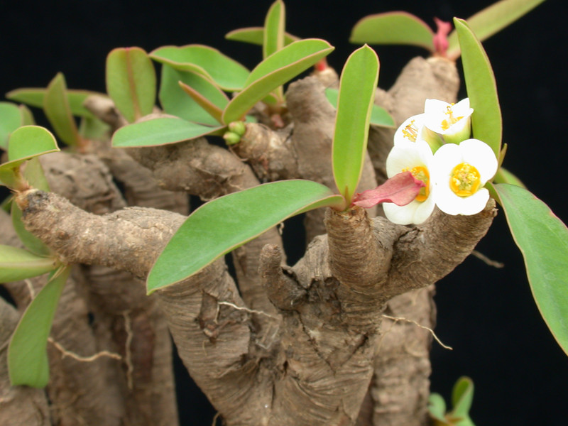 euphorbia itremensis 03