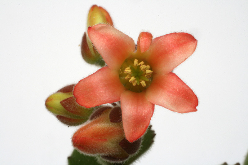 cotyledon adysmithiensis großer loewe 6634