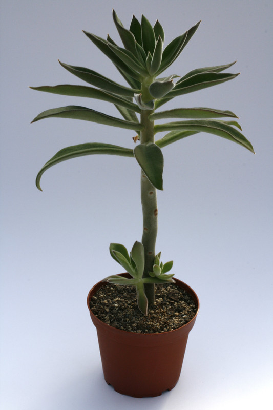 echeveria coccinea 7961