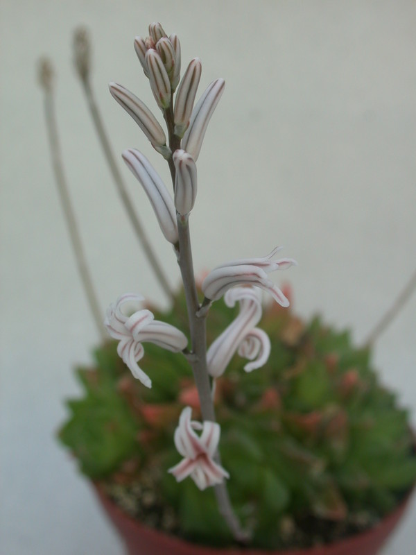 haworthia cuspidata 18