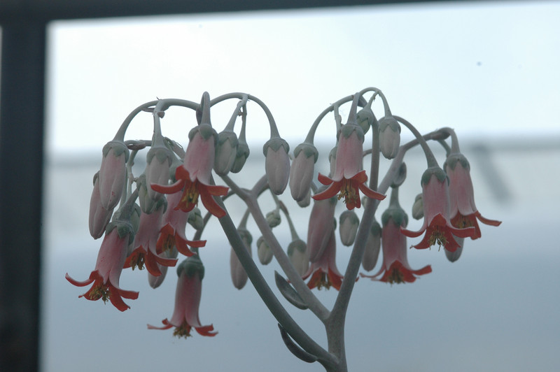 cotyledon undulatum 04