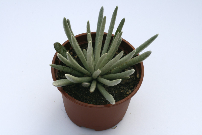 senecio scaposus 7829
