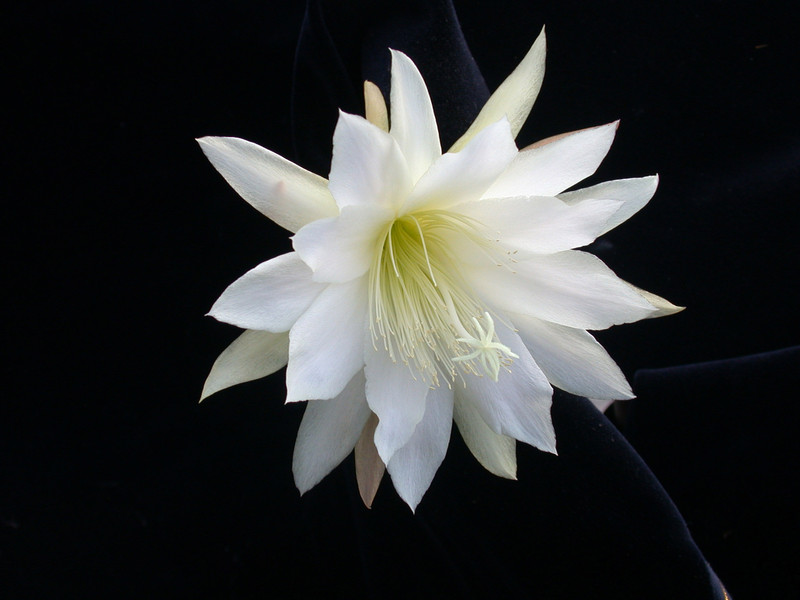 eh snowflake 8960 07