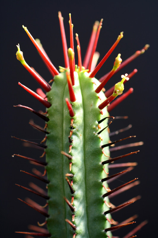 euphorbia enopla 0173