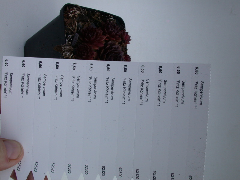 sempervivum fritz koehlein 5718