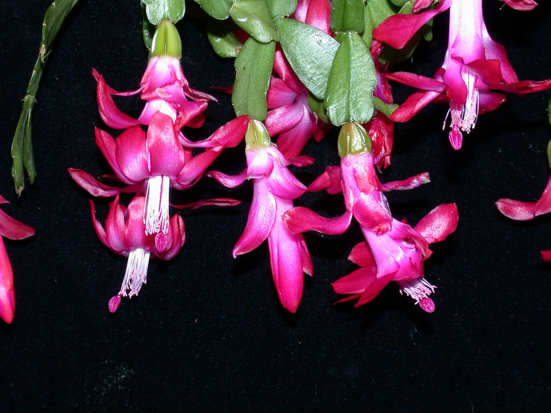 schlumbergera welling cherry 22