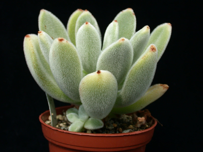 echeveria leucotricha 01