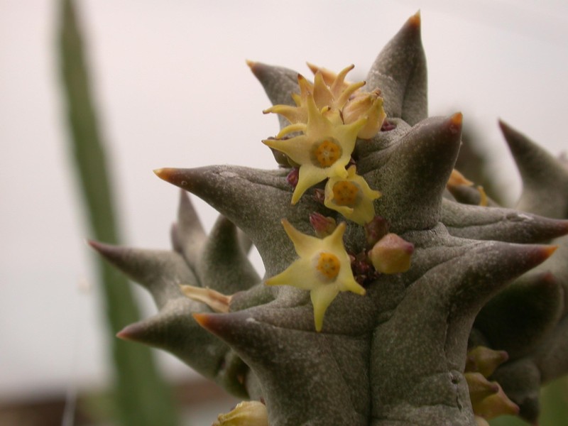 quaqua marlothii pvb6182 matjesfontain 04